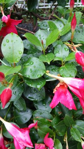 梅雨時期はなんでだるいの?